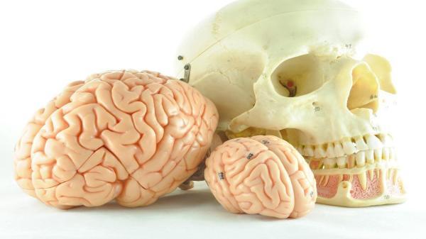 چرا مغز انسان رفته رفته کوچکتر می شود؟