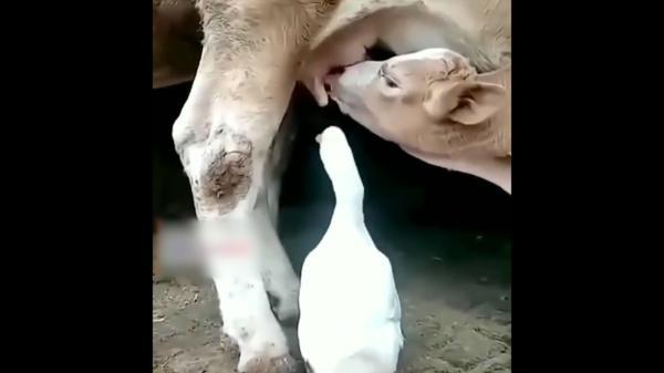 رقابت گوساله و غاز در شیر خوردن