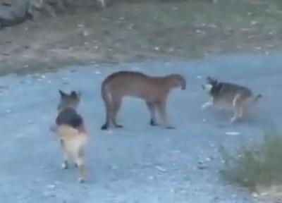 تلاش دو سگ نگهبان برای فراری دادن شیر کوهی