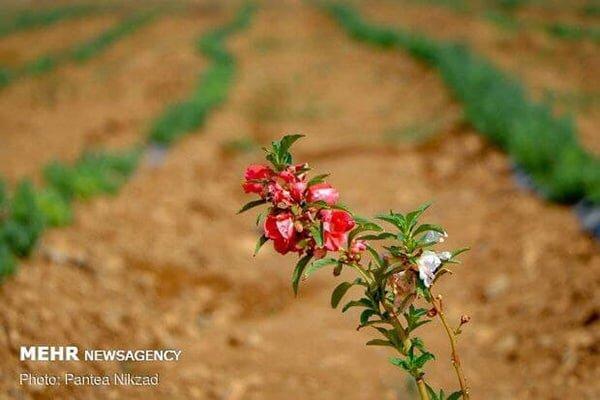 بیش از 3هزار گونه گیاهی انحصاری در ایران آنالیز شد
