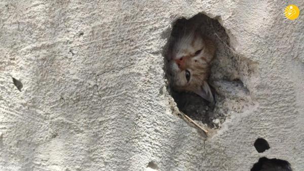گربه گیر نموده در سوراخ دیوار نجات یافت