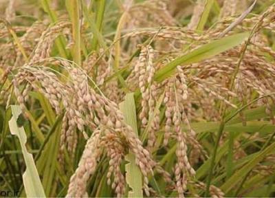 پیش بینی برداشت 6 هزارتن برنج ازمزارع شالیزاری کهگیلویه