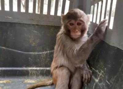 عکس ، میمون وحشی در یک شهر کشور پیدا شد ، واکنش سریع محیط زیست و آتش نشانی